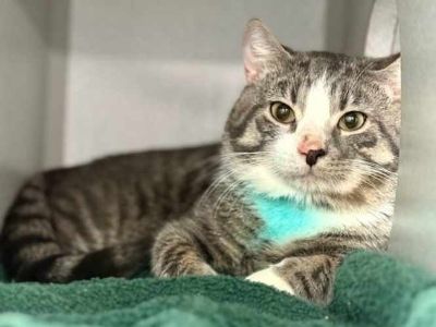 Oliver - Domestic Shorthair Male Cat for Adoption