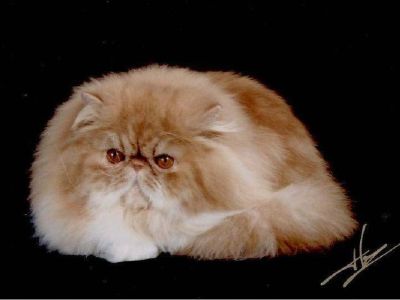 Rocky Mountain Persians & Exotics