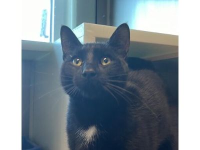 Peter - Domestic Shorthair Male Cat for Adoption