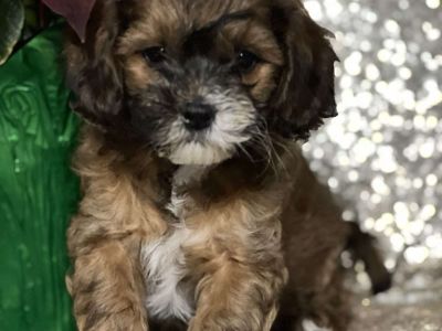 Gatsby - Miniature Poodle Mix Puppy For Sale in New York