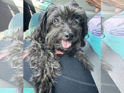 Ruby Mae - Poodle (Miniature) Mix Female Adult Dog for Adoption