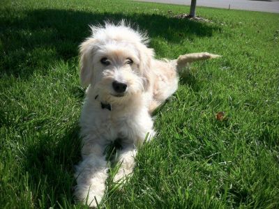 Affordable  Invisible Dog Fencing | Pet Fencing