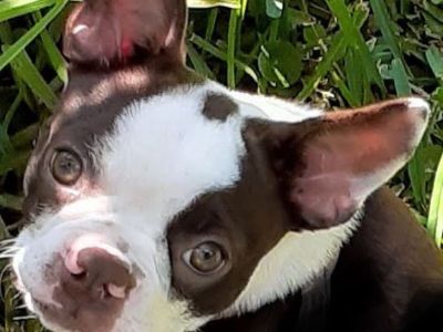 TWO BOSTON TERRIERS TOGETHER FIVE HUNDRED FOR BOTH