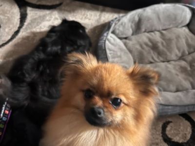 Beautiful female Pomeranian for sale very playful. 4.8 pounds. 20 months old.