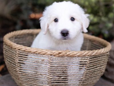 Karrington - Great Pyrenees Mix Male Puppy for Adoption