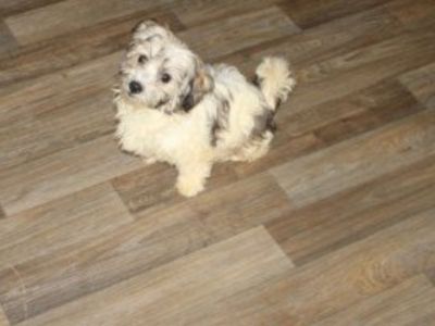 Havanese  Gorgeous   Female
