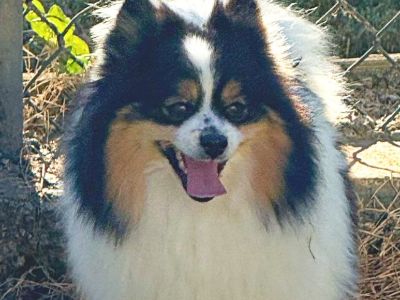 CKC Pomeranian: CALLIE