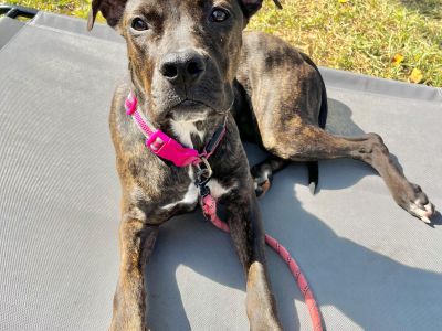 Sapphire - Pit Bull Terrier Female Dog for Adoption