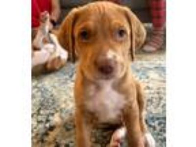 Adopt Biscuit a Beagle, Labrador Retriever