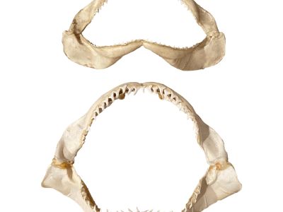 Vintage Genuine Shark Jaws a Pair