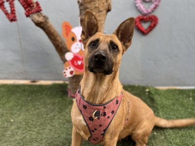 Nala - German Shepherd Dog & Belgian Shepherd / Malinois Mix Female Dog for Adoption