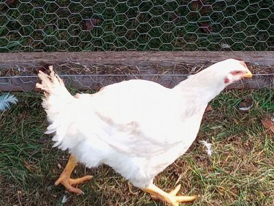 Meat chickens for sale
