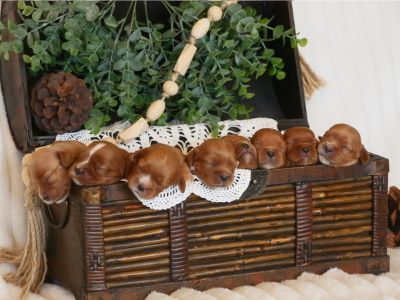 Upcoming litter - Cavalier King Charles Spaniel Male Puppy for Sale