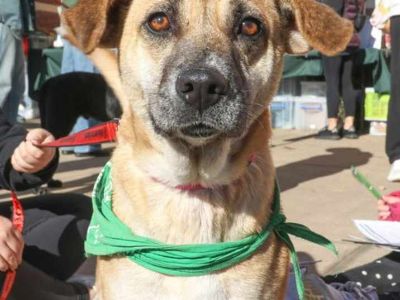 Prim - Terrier (Unknown Type, Medium) Female Puppy for Adoption