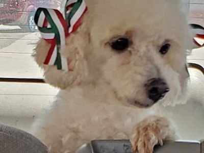 Francine - Poodle (Miniature) Female Dog for Adoption