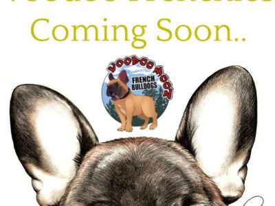 PNW Best French Bulldogs