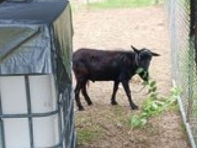 Buck Goat
