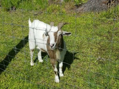 Free male goat