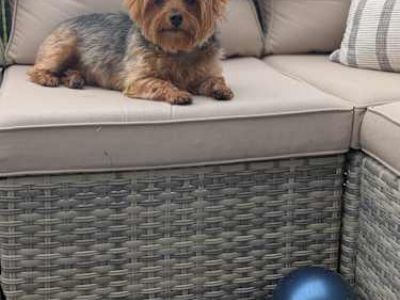 Smokey - Yorkie, Yorkshire Terrier Male Dog for Adoption