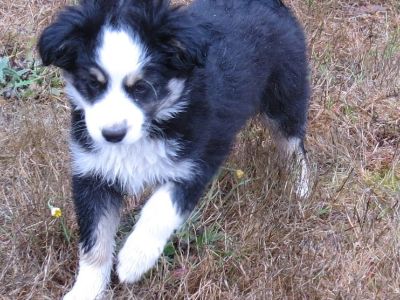 Small mini/TOY australian shepherd puppies