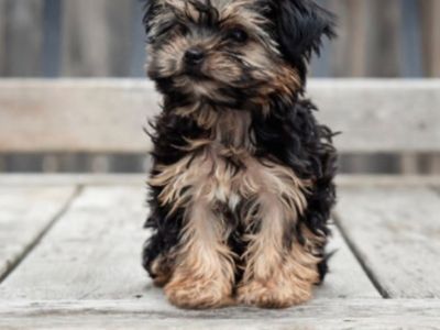 Morkie pups $1,200-$1,500…Macon Ga area