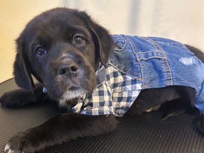 Puppy 6 weeks old
