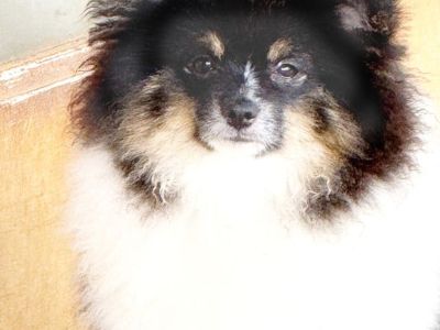 CKC Pomeranian PATCHES