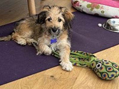 Josie - Wheaten Terrier Female Puppy for Adoption