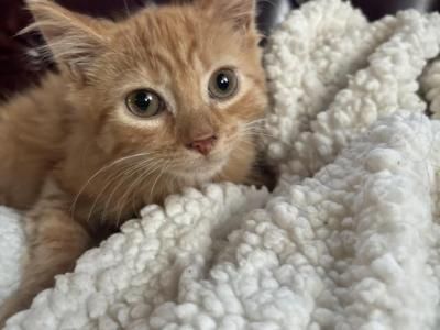 Charlie - Siberian Female Kitten For Sale