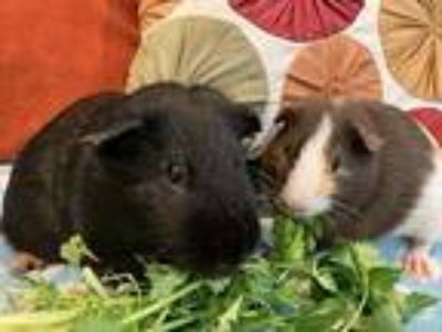 Joey & Dakota, Guinea Pig For Adoption In Tujunga, California