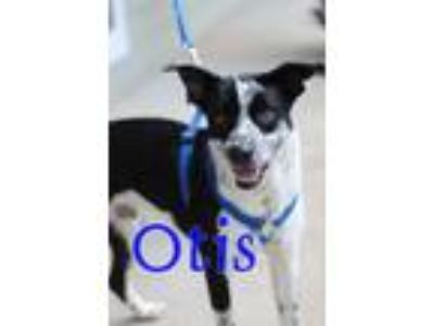 Adopt Otis a Black - with White Terrier (Unknown Type, Medium) / Mixed dog in