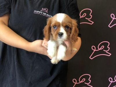 Rare Cavalier King Charles Puppy For Sale