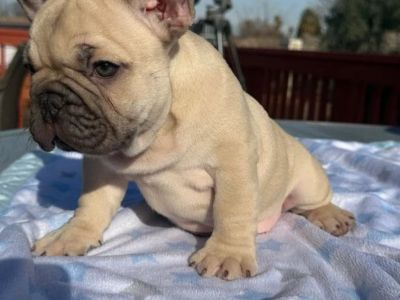 French Bulldog Puppies