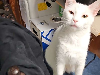 Stella - Domestic Shorthair Female Cat for Adoption