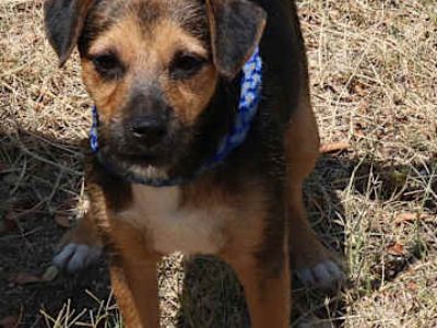Oliver - Jack Russell Terrier/Rat Terrier Mix Male Puppy for Adoption