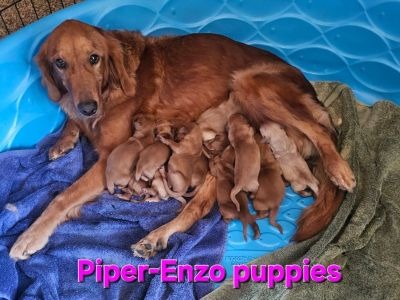 AKC Golden Retriever Puppies