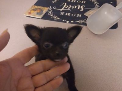 Female ckc registered miniature chihuahua