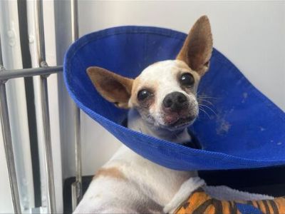 CHEERIO - Chihuahua Male Dog for Adoption