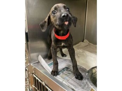 Mako - Labrador Retriever/Mixed Breed (Medium) Mix Female Dog for Adoption