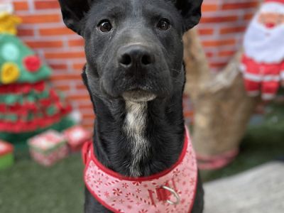 Narnia - Labrador Retriever Mix Female Dog for Adoption