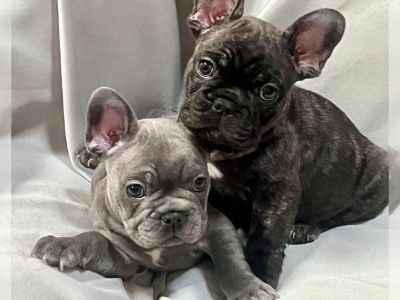 Litter of 3 - French Bulldog Male Puppy for Adoption