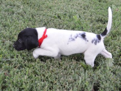 Labrador Hybrid Retriever Pointers