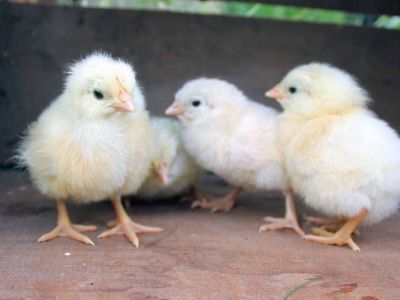 White Leghorn Chicks