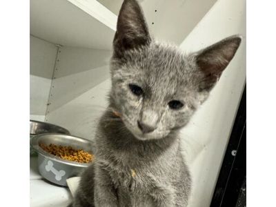 Billy JG - Russian Blue Male Cat for Adoption