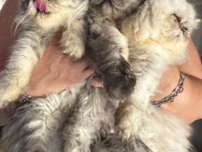 Persian kittens
