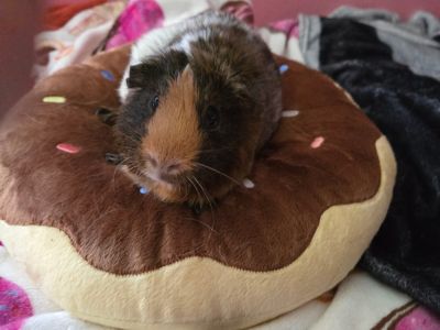 Marmalade - Guinea Pig Female for Adoption