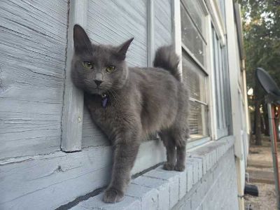 Chloe - Domestic Mediumhair Female Cat for Adoption