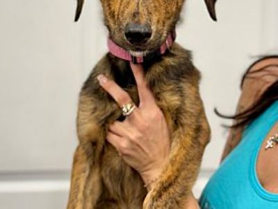 Jackie - Shepherd (Unknown Type)/Labrador Retriever Mix Female Puppy for Adoption