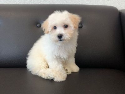 Bichon Frise Puppy For Sale