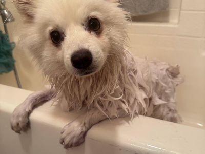 Peach Labubu - American Eskimo Dog Female Dog for Adoption
